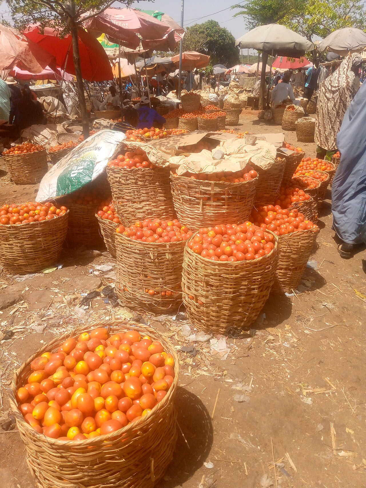 Tomates frescos de mercado